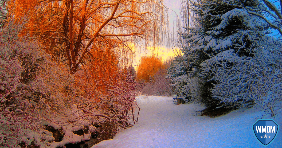 Seasonal marketing. Winter scene of snow and trees gleaming in sunlight.